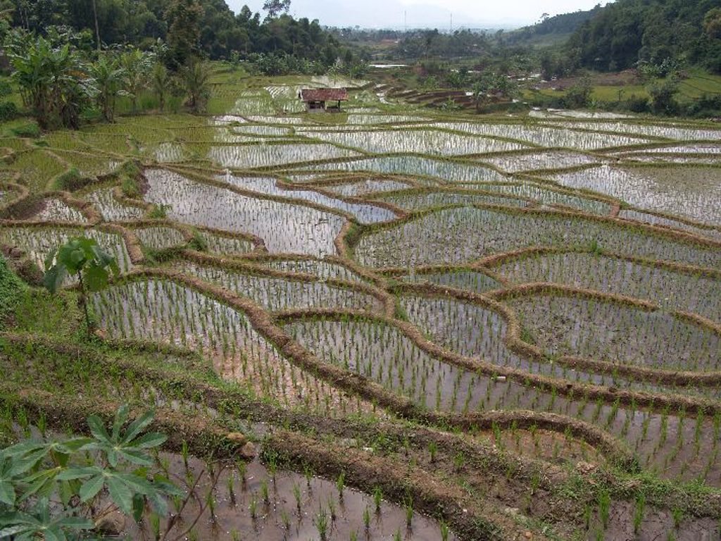 Rijstterrassen met jonge rijstplantjes in het groene landschap van Indonesië tijdens familiereis Sumatra, Java en Bali.