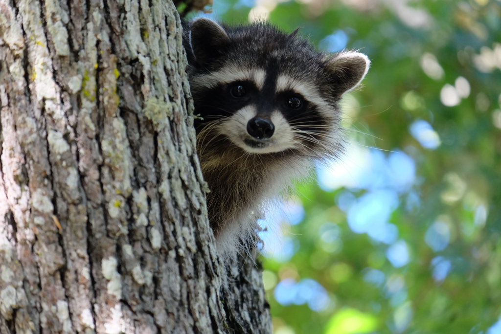 Wasbeer kijkt vanachter een boom in de natuur tijdens groepsrondreis Canada West.