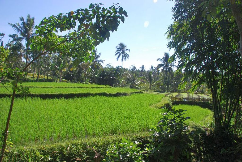 Groene rijstvelden met palmbomen op Java tijdens de groepsrondreis Java, Bali en Lombok.