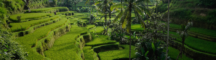 Groene rijstterrassen met palmbomen op Bali.