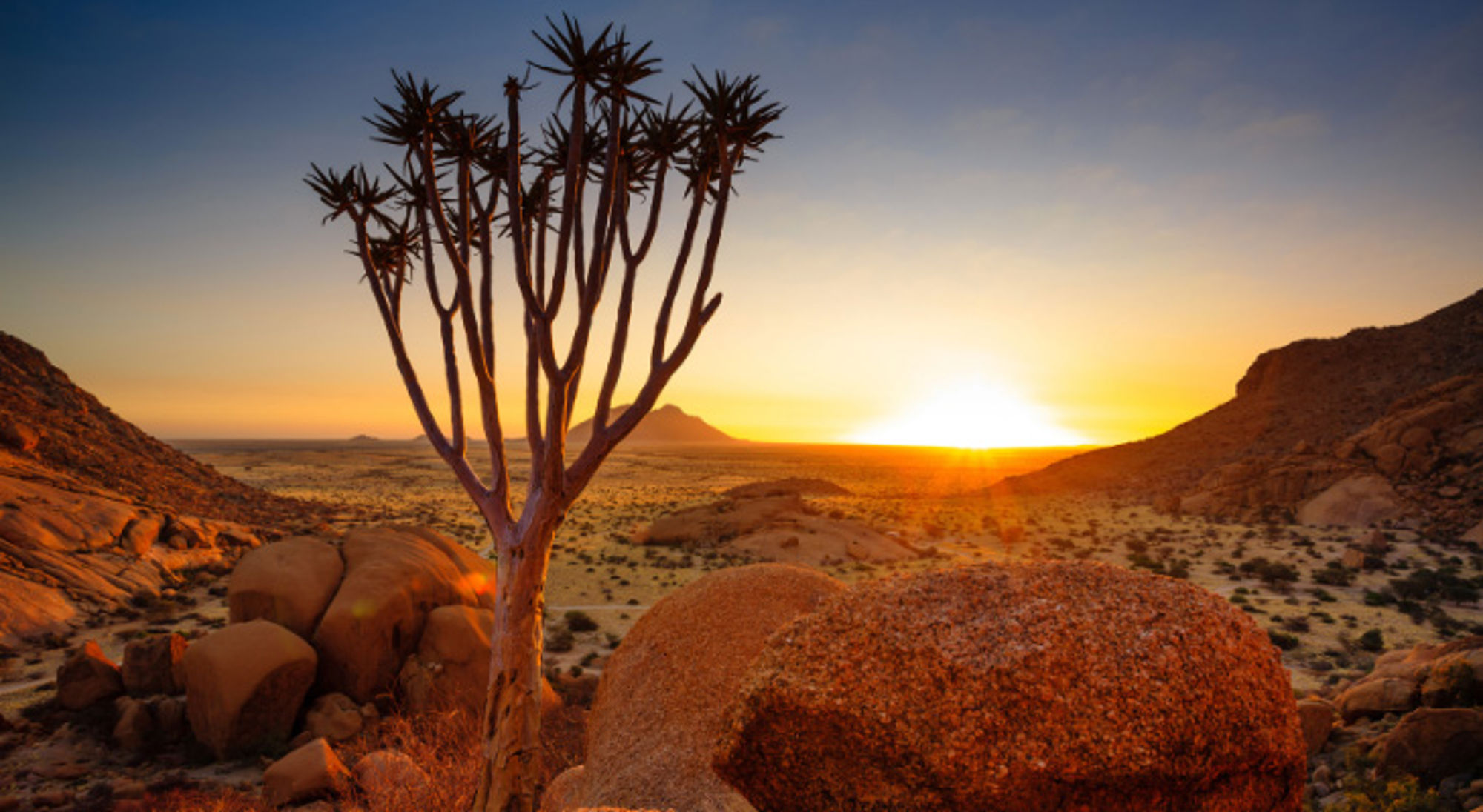 Kokerboom in rotsachtig woestijnlandschap bij zonsondergang in Namibië.