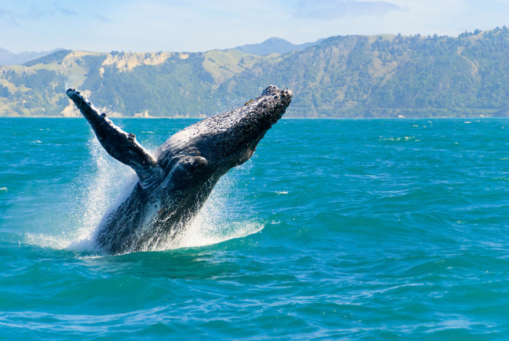Bultrugwalvis springt uit zee voor de kust van Nieuw-Zeeland tijdens een groepsrondreis Australië & Nieuw-Zeeland.