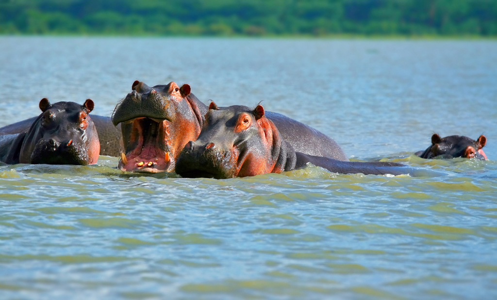 Nijlpaarden in het water tijdens safari op familiereis Kenia en Tanzania.