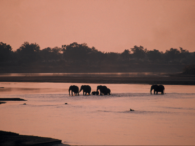 Olifanten steken bij zonsondergang een rivier over tijdens de route Zambia, Malawi en Tanzania.