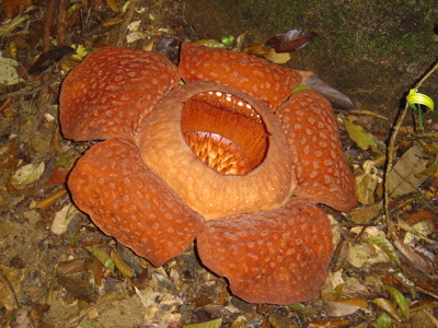 Rafflesia-bloem in het regenwoud van Maleisisch Borneo tijdens de familiereisroute.