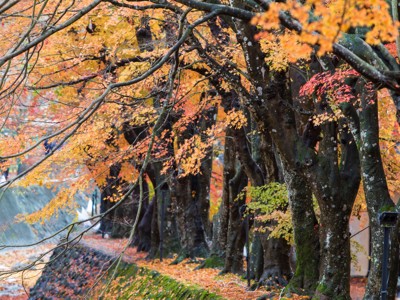 Herfstkleuren langs het Filosofenpad in Kyoto, Japan.
