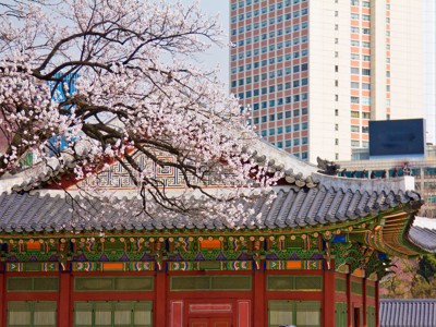 Kersenbloesem boven traditioneel paleisgebouw in Seoul, Zuid-Korea, met moderne hoogbouw op de achtergrond.