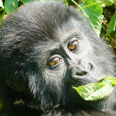 Close-up van een jonge berggorilla die een blad eet tijdens gorillatrekking met gorillapermit.
