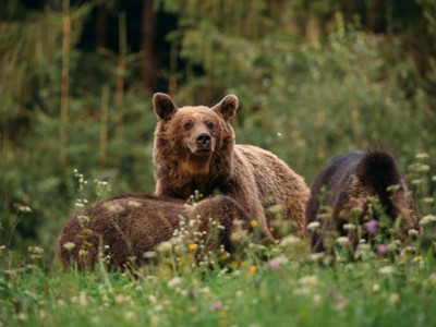Grizzlybeer met twee jongen in een groene weide in Canada.