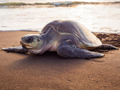 Zeeschildpad op het strand aan de kust van Costa Rica.