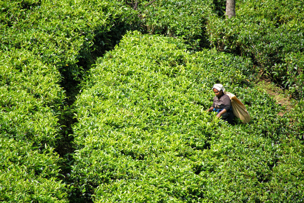 Theeplukker in een groene theeplantage in Sri Lanka tijdens een fietsvakantie.
