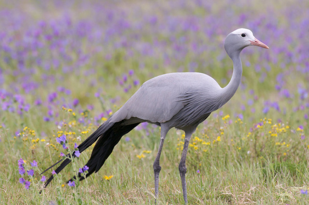 Blauwe kraanvogel in bloemenveld tijdens groepsrondreis Zuid-Afrika Tuinroute en Kruger.