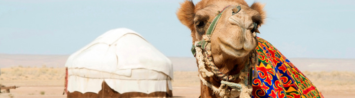 Kameel met kleurrijk zadelkleed voor een yurt in de woestijn van Oezbekistan.