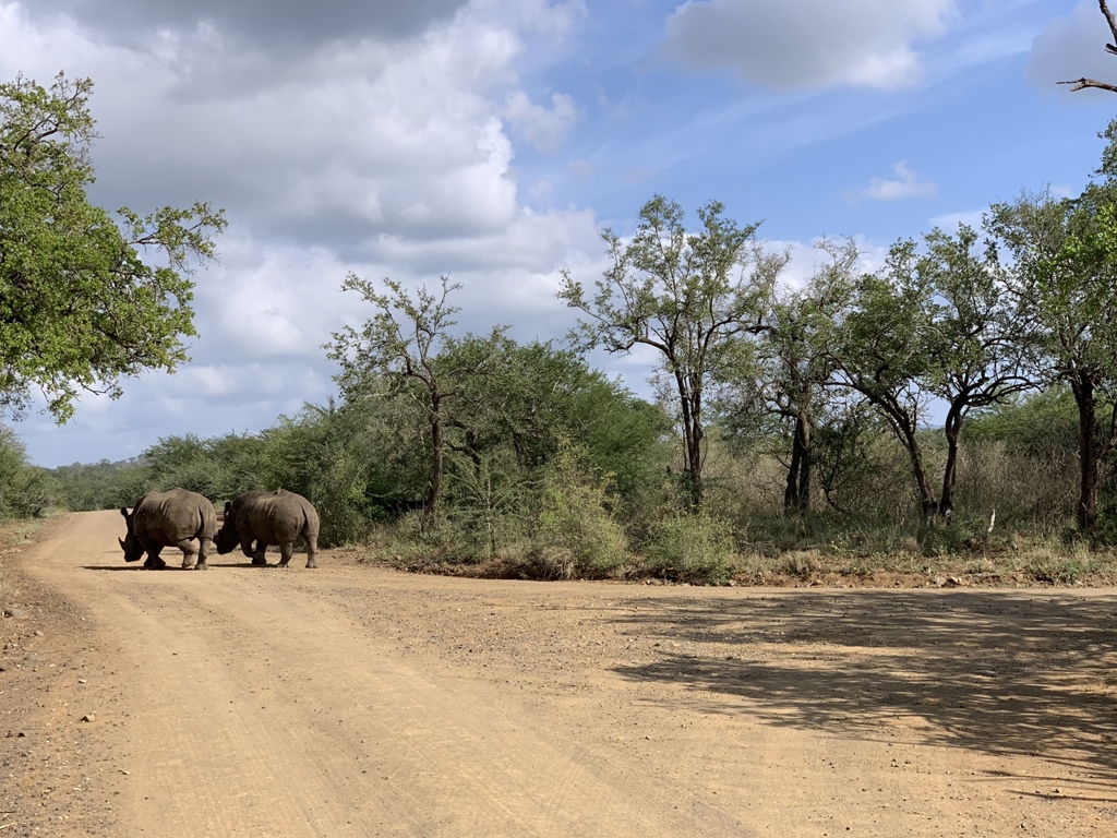 Twee neushoorns steken een zandweg over in een wildpark in Zuid-Afrika tijdens een familiereis.