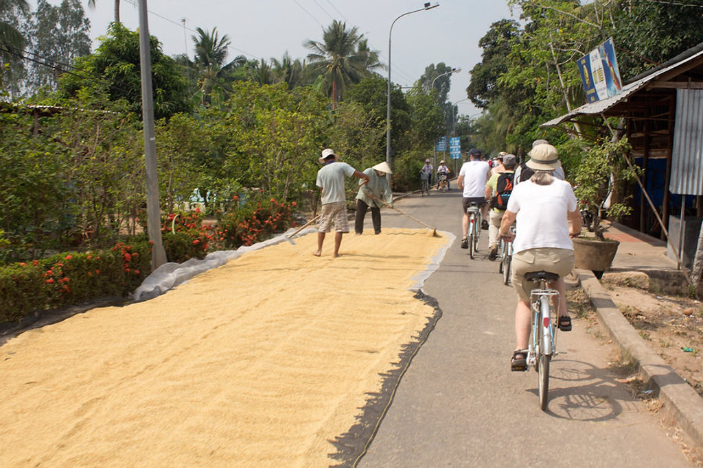 Fietsers tijdens familiereis Vietnam langs rijst die op de weg ligt te drogen.