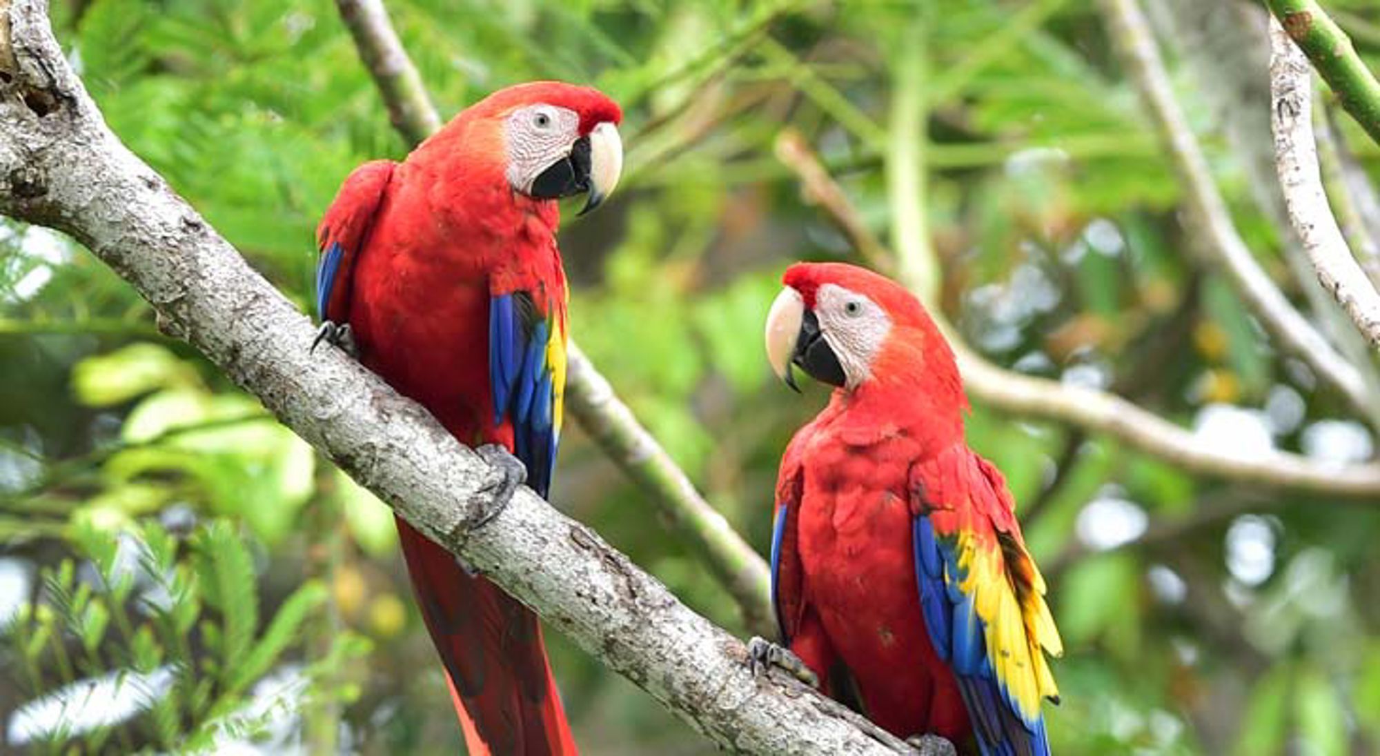 een tropisch regenwoud met slingerende rivier in Costa Rica.