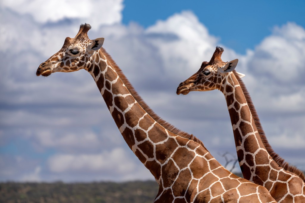 Twee giraffen in Kenia of Tanzania tijdens groepsrondreis Kenia en Tanzania Totaal.