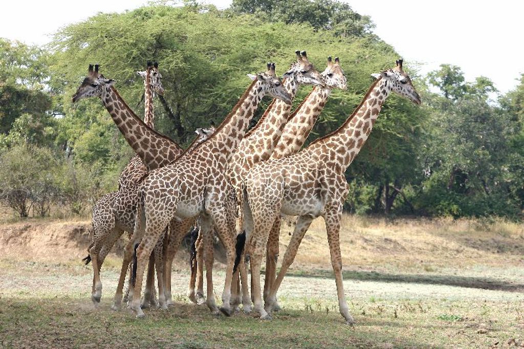 Kudde giraffen op de savanne tijdens groepsrondreis Zambia, Malawi en Tanzania.