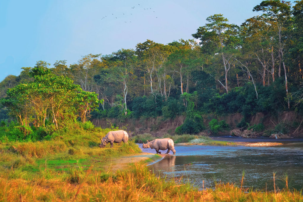 Twee neushoorns langs een rivier in een groen natuurgebied tijdens groepsrondreis Noord-India en Nepal.