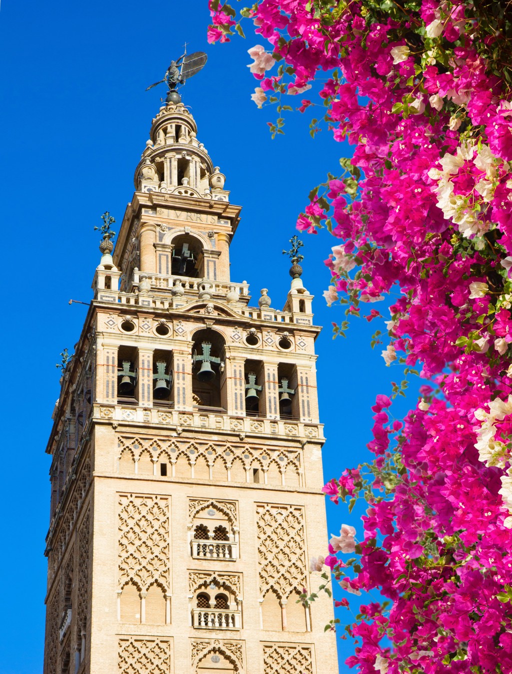 Giralda-toren in Sevilla met roze bougainvillea tegen een blauwe lucht, Andalusië.