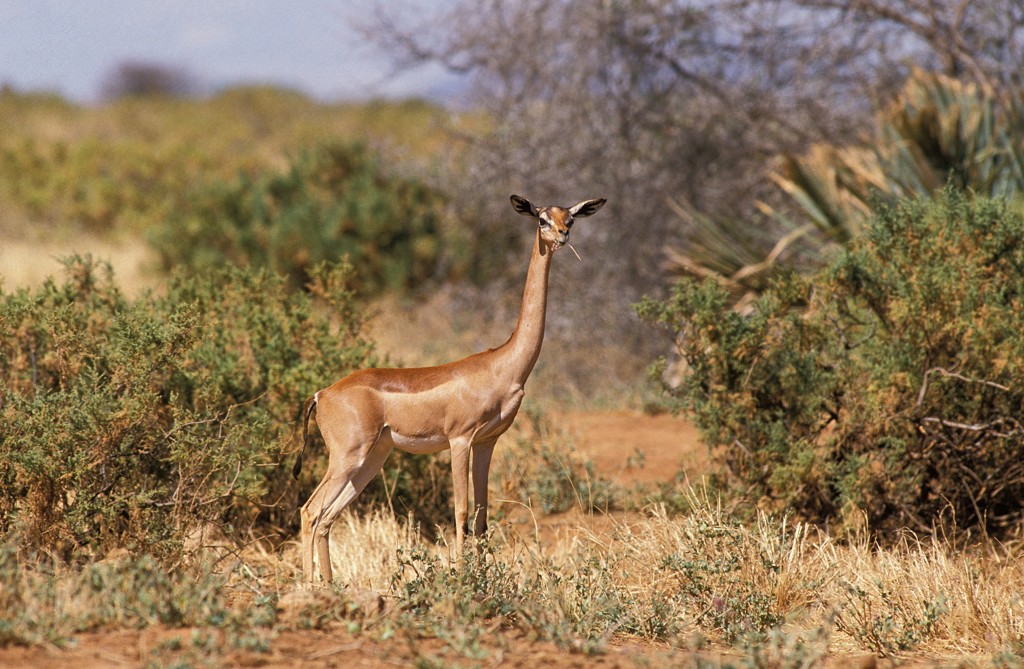 Gerenoek in de savanne tijdens groepsrondreis Kenia en Tanzania Totaal.