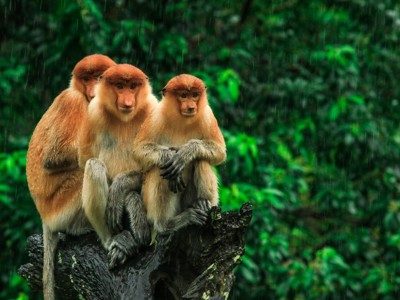 Neusaapjes in het regenwoud van Maleisisch Borneo tijdens de familiereisroute.