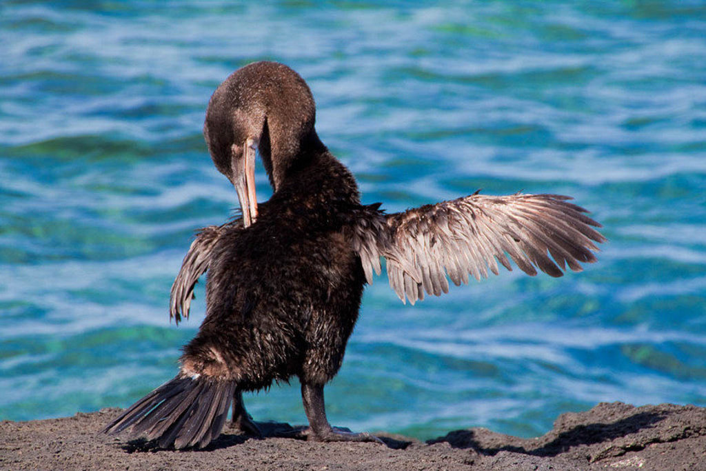 Zeevogel droogt zijn vleugels aan de kust op de Galapagoseilanden.