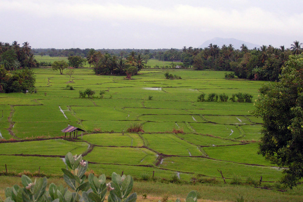 Groene rijstvelden met palmbomen in Sri Lanka tijdens een groepsrondreis.
