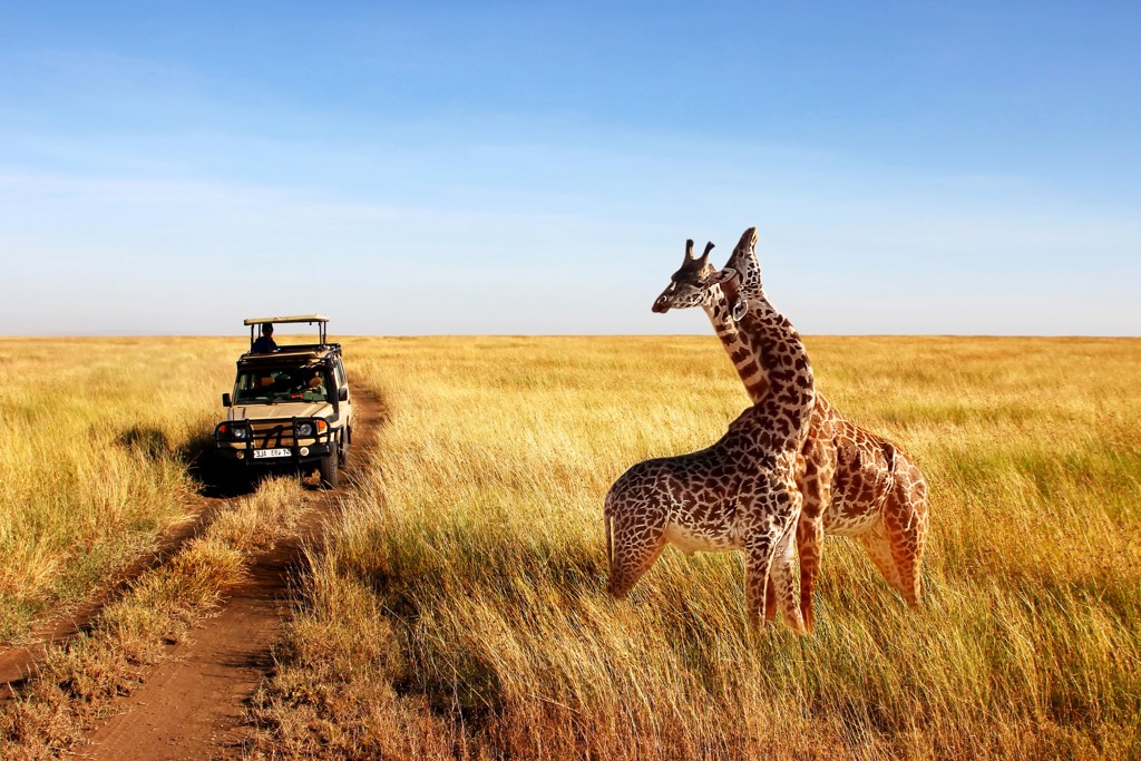 Safari-jeep en giraffen op de savanne tijdens een groepsrondreis Kenia en Tanzania.