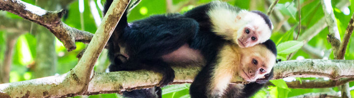 Witgezichtkapucijnapen in de bomen van Tortuguero National Park in Costa Rica.