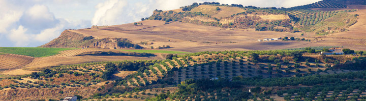 Glooiend landschap met olijfgaarden en akkers in Spanje, ideaal voor rondreizen en wandelvakanties.