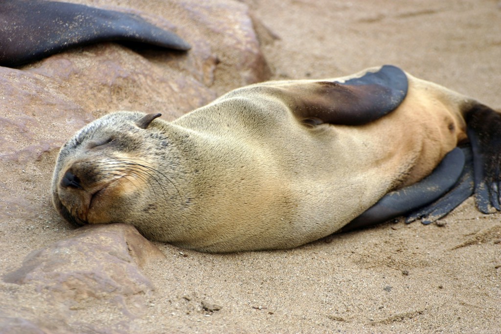 Slapende zeehond op het strand tijdens groepsrondreis Zuidelijk Afrika Hoogtepunten.