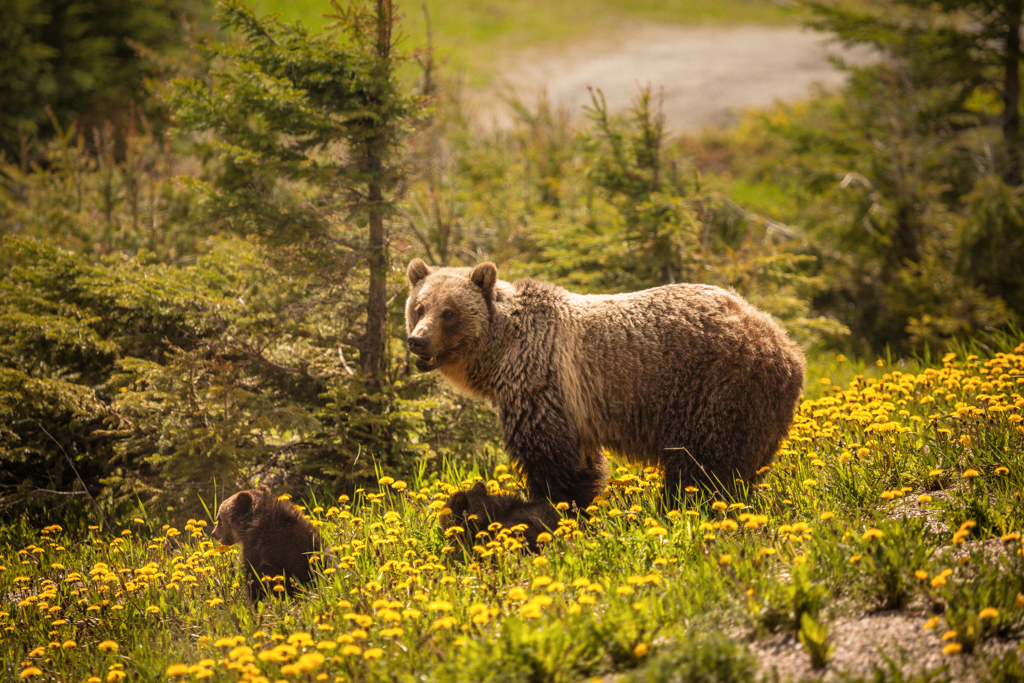 Grizzlybeer met welp in een bloemenweide in de Canadese Rockies tijdens een familiereis Canada West.