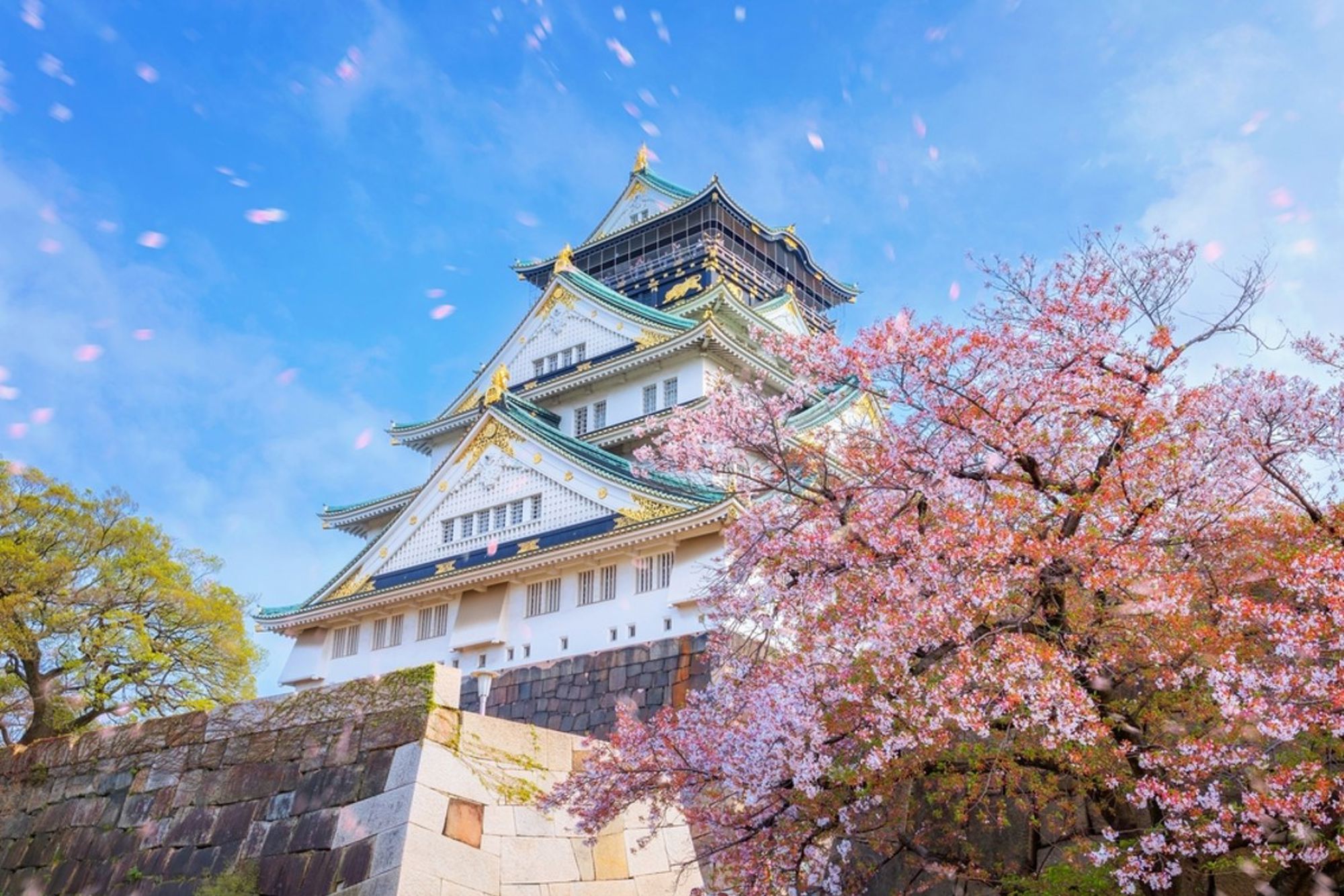 Osaka Castle met bloeiende kersenbloesem in Japan onder een blauwe lucht.