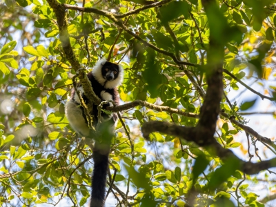 Zwart-witte vari in de bomen van het regenwoud op Madagascar.