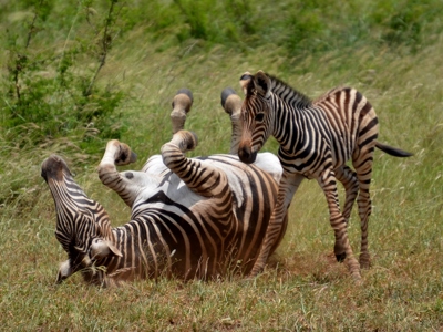 Zebra rolt op de grond terwijl een andere zebra toekijkt tijdens safari op de Route Zuid-Afrika.