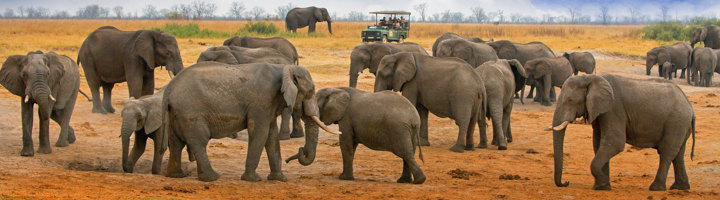 Kudde olifanten tijdens safari in Zimbabwe, met safarivoertuig op de achtergrond.