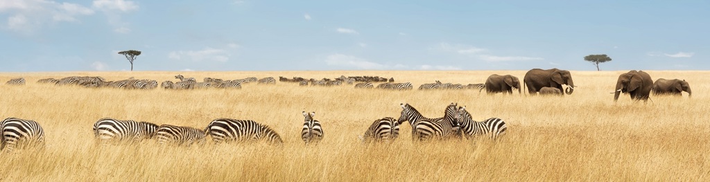 Zebra’s en olifanten op de savanne in Kenia en Tanzania tijdens familiereis.