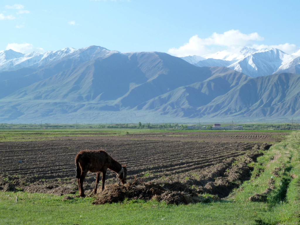 Paard in akkerland met berglandschap op de achtergrond tijdens groepsrondreis Kirgistan (Kirgizië).