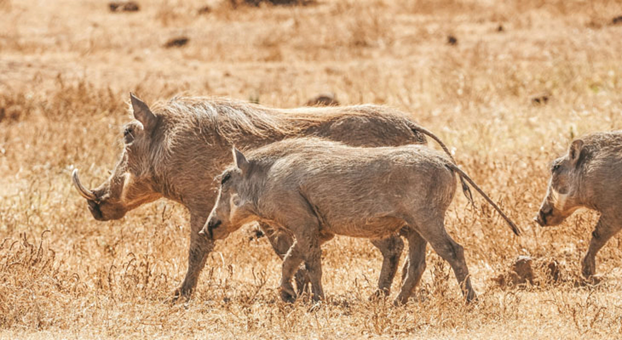 Wrattenzwijnen lopen door de droge savanne in Zuid-Afrika.