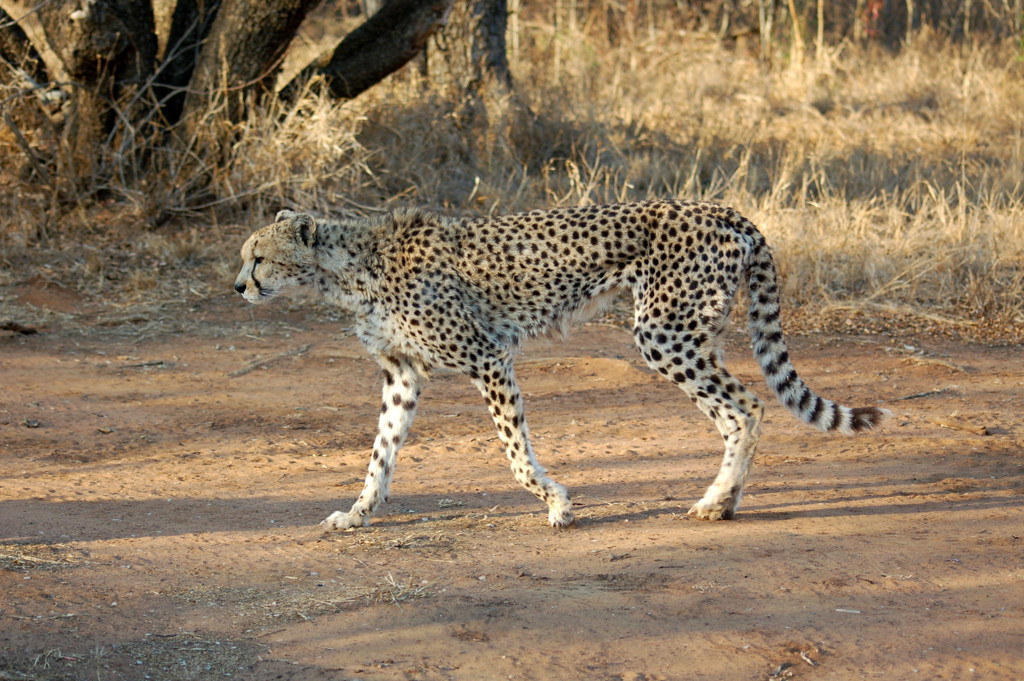 Jachtluipaard loopt door de savanne tijdens familiereis Zuid-Afrika en eSwatini.