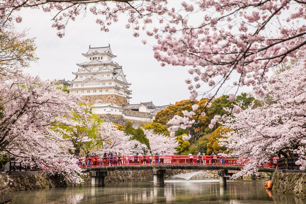 Kersenbloesem bij Himeji-kasteel met rode brug over de gracht tijdens een groepsrondreis Japan.