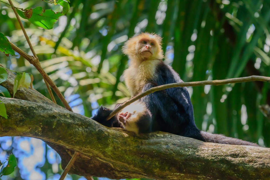 Witgezichtkapucijnaap in de boomtoppen van Costa Rica tijdens een familiereis.