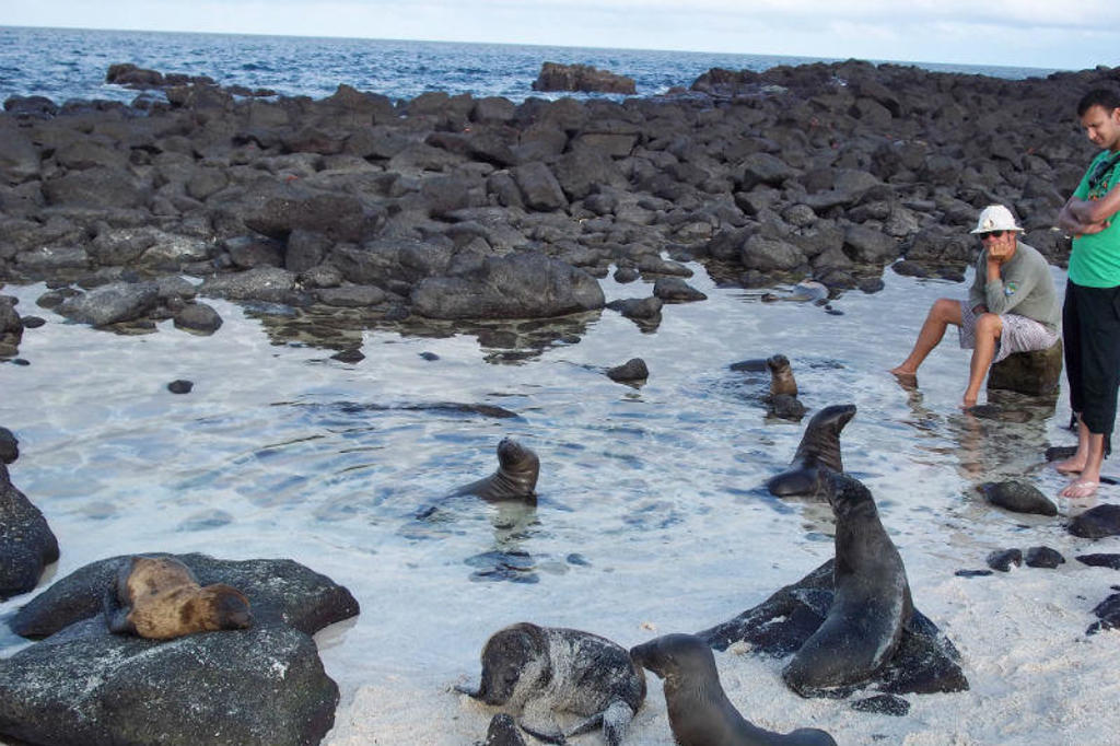 Zeeleeuwen bij een rotsachtige kust op de Galapagos, Ecuador.