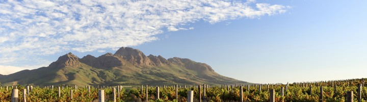 Wijngaarden in Stellenbosch met bergen op de achtergrond onder een blauwe lucht.