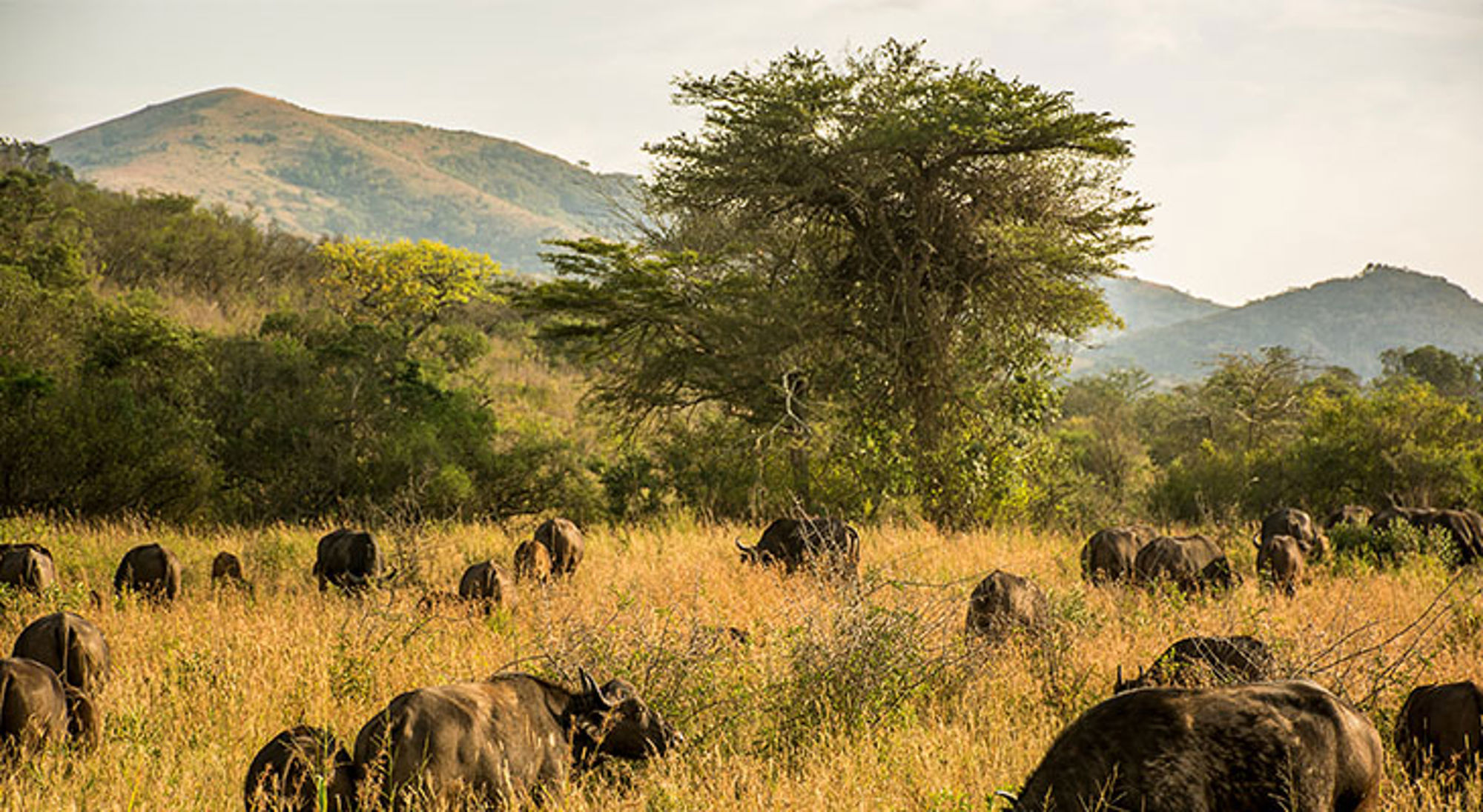 Kudde buffels in de savanne van Zuid-Afrika met bergen op de achtergrond.