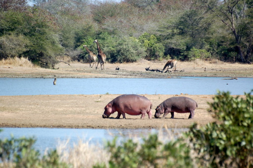 Nijlpaarden en giraffen bij een waterpoel in Kruger National Park tijdens een groepsrondreis Zuid-Afrika.