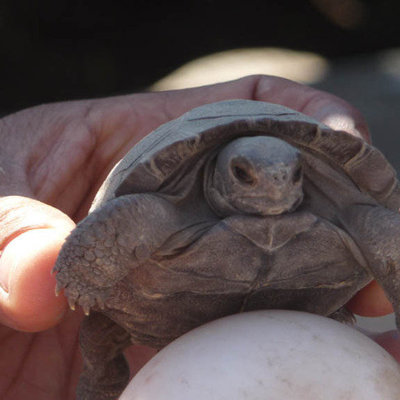 Baby reuzenschildpad op de Galapagoseilanden, vastgehouden door een hand.