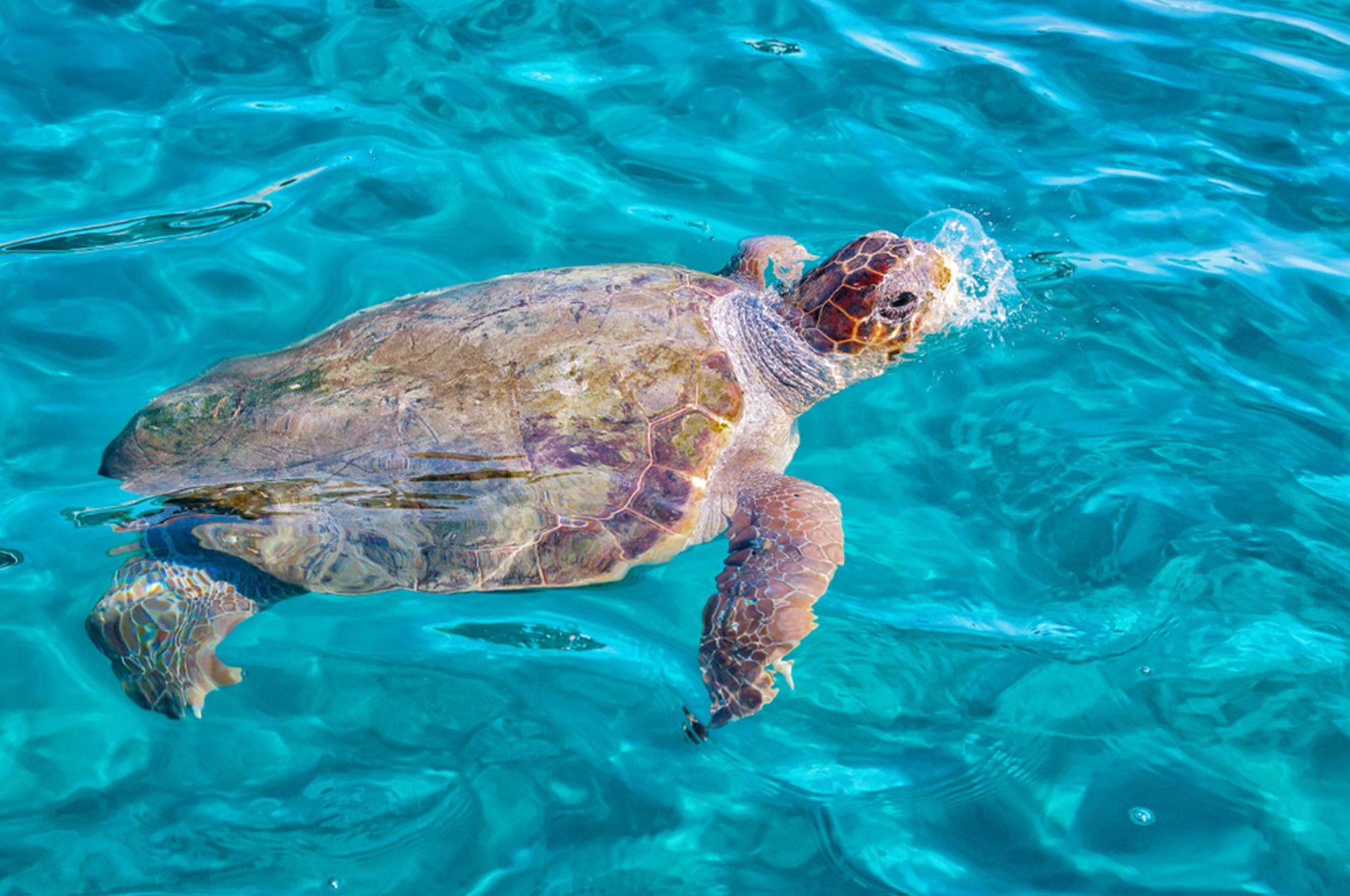Zeeschildpad zwemt in helderblauw water in Griekenland.