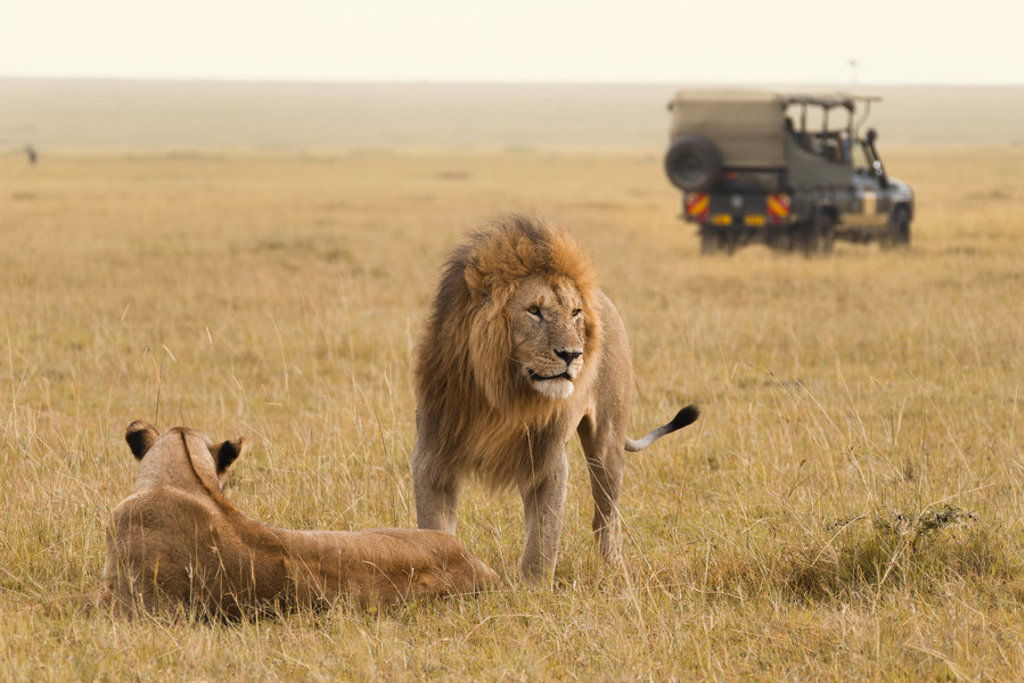 Leeuw en leeuwin in de savanne tijdens safari op groepsrondreis Kenia en Tanzania, met safarijeep op de achtergrond.